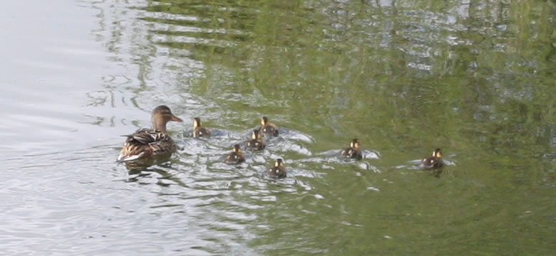 Ducks on the river Wharfe in Grassington